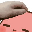 :patthepotatofaster@kitty.social: