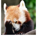 :redpandafacepalm@social.marud.fr: