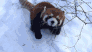 :redpandaplay@social.marud.fr: