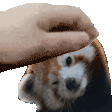 :redpandapet@social.marud.fr: